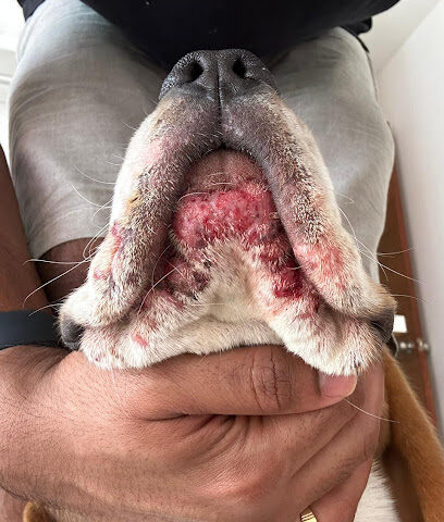 The Pet Specialist